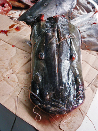 �ڥ롼����=08-1