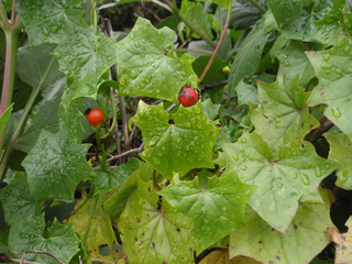 Æî¥¢¥Õ¥ê¥«28--2