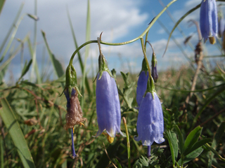 ¥â¥ó¥´¥ë¤Ø¥¿¥¤¥á¥ó¤òÄà¤ê¤Ë¡¡07-2