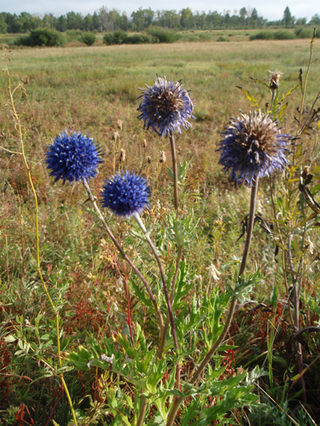 ��󥴥�إ����������ˡ�25-2