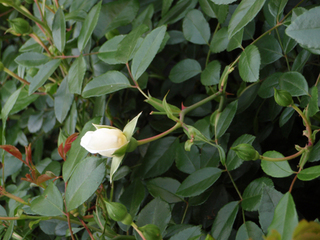 ²æ¤¬²È¤ÎÄí1-2