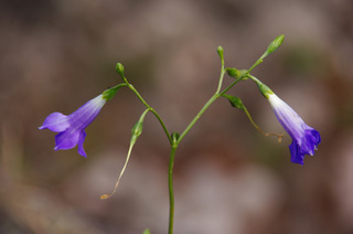 ¼º¤ï¤ì¤¿À¤³¦¤Ø¡¡147-1