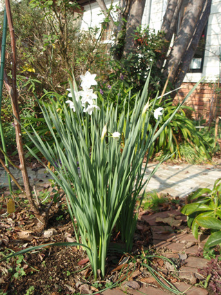 ¾®Åĸ¶Æüµ£°£¸Ç¯£±£²·î_2-1