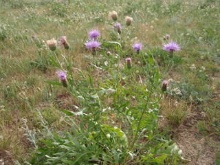 ¥â¥ó¥´¥ë¤Ø¥¿¥¤¥á¥ó¤òÄà¤ê¤Ë¡¡07-1