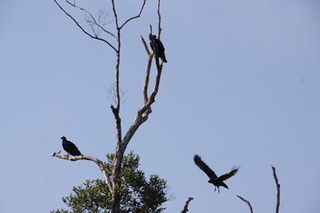 ¼º¤ï¤ì¤¿À¤³¦¤Ø¡¡150