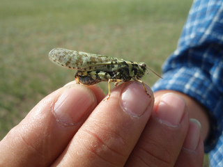 ¥â¥ó¥´¥ë¤Ø¥¿¥¤¥á¥ó¤òÄà¤ê¤Ë¡¡06-2