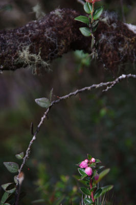 ¼º¤ï¤ì¤¿À¤³¦¤Ø79-1