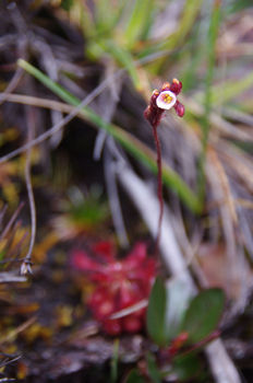 ����줿������84-1