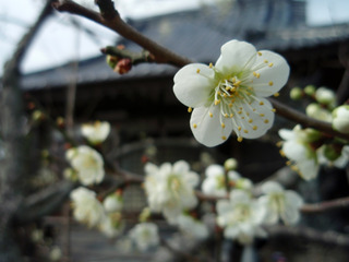 硡12-1