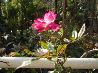 ¾®Åĸ¶Æüµ£°£¸Ç¯£±£²·î_2-3