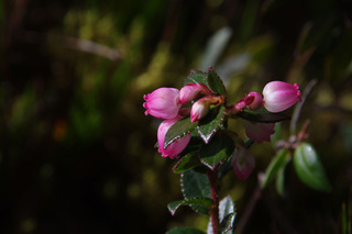 ¼º¤ï¤ì¤¿À¤³¦¤Ø79-2