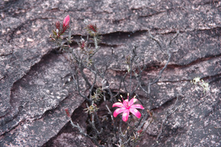 ����줿������84-2