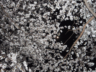 ¾®Åĸ¶¤Î²Ö¸«1-1