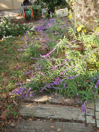 ¾®Åĸ¶Æüµ£°£¸Ç¯£±£²·î_2-2