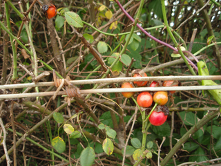 Æî¥¢¥Õ¥ê¥«28-3