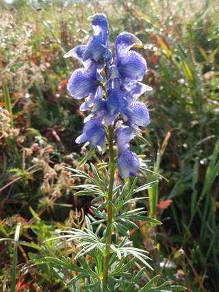 ��󥴥�إ����������ˡ�25-1