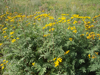 ��󥴥�إ����������ˡ�23