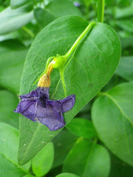 ��񹺽�ι�ԡ�04-1