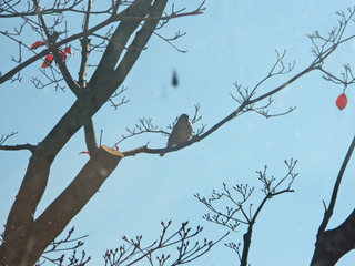 ¾®Åĸ¶Æüµ£°9ǯ£±·î_2-2