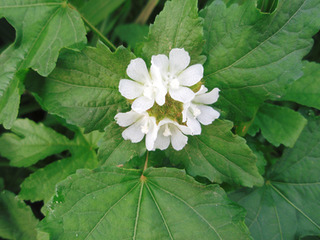 �ڥ롼���ԡ�44-2