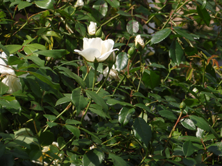 ²æ¤¬²È¤ÎÄí1-1