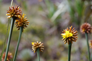 ¼º¤ï¤ì¤¿À¤³¦¤Ø81-2