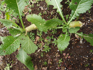 ¾®Åĸ¶Æüµ£°9ǯ£±·î_1-1