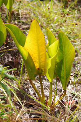 ¼º¤ï¤ì¤¿À¤³¦¤Ø¡¡147-3