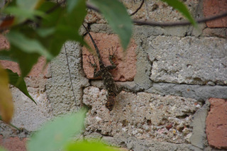 ����줿������4-3