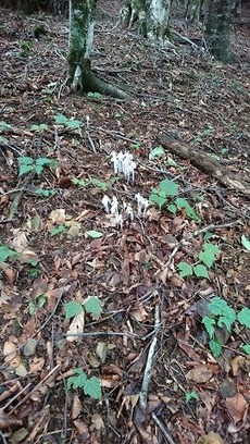9ギンリョウソウ。たくさん集まるとかわいい