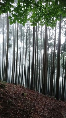 18綺麗でしばらく見とれていました。いつかまた来ます。