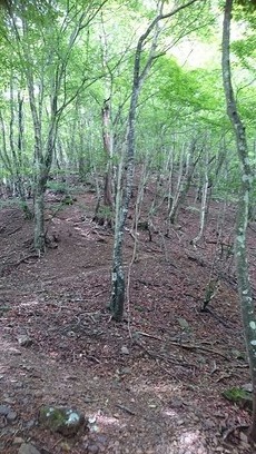 8ずっと急登が続きます