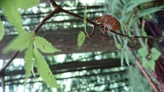 2セミの抜け殻。今年初めてお会いしました。