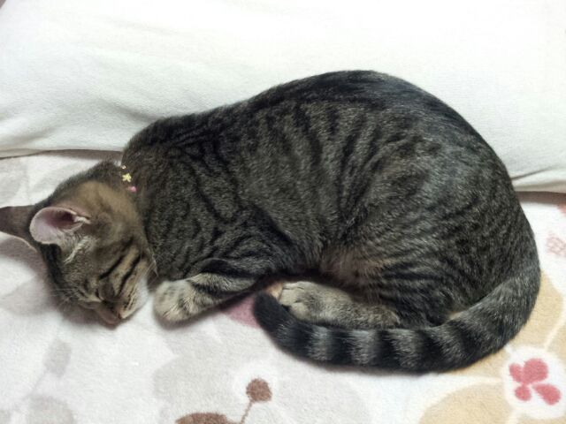 子猿、風邪をひく(u003e_u003c) : ひまわりの朝☆一日一猫一幸☆