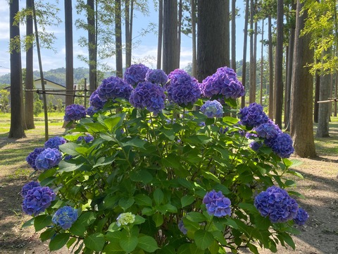 3A045C48-D8D0-485A-8689-14979EDAF67D