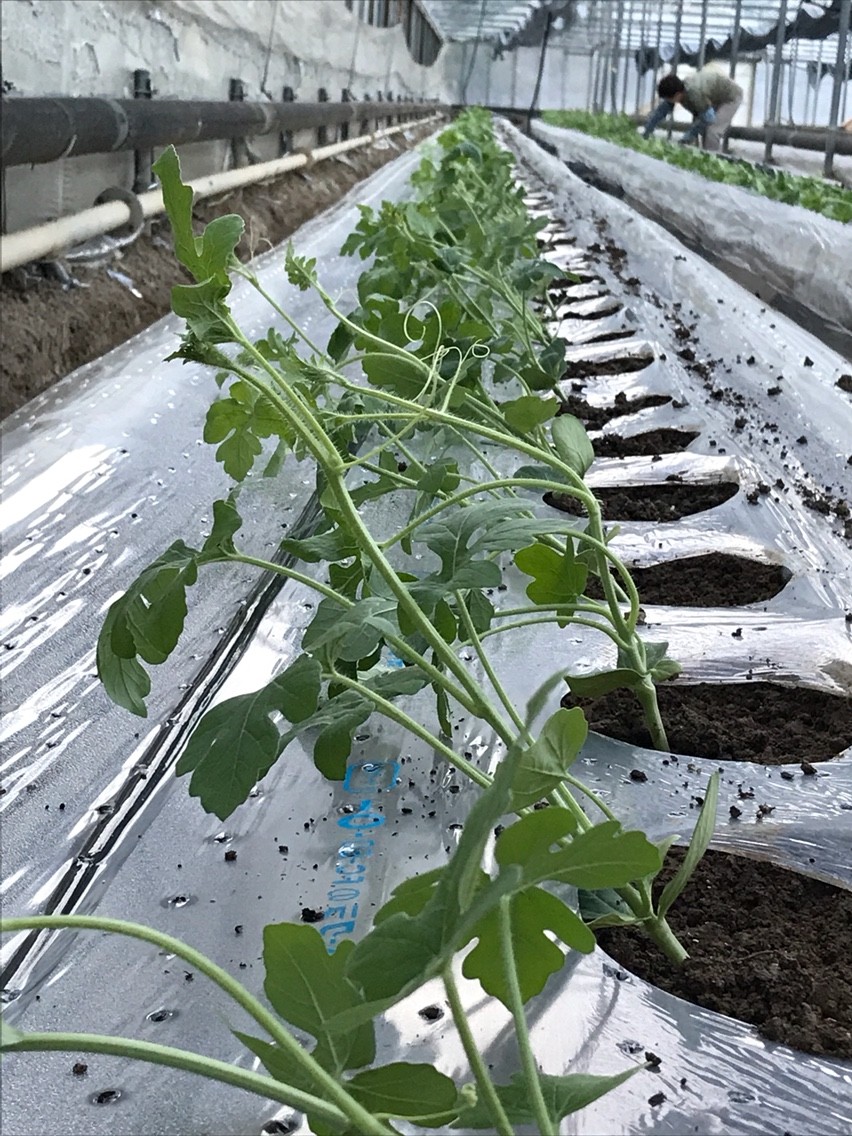 今季 最初の スイカ苗 定植しました 夜須 スイカ屋の女房blog 高知家の はちきん やきねえ 今季 最初の スイカ苗 定植しました 夜須 スイカ屋の女房blog 高知家の はちきん やきねえ