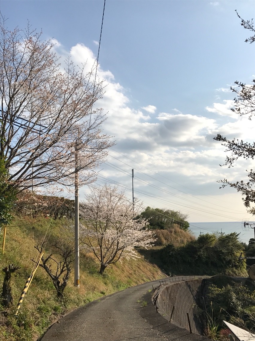 江本農園 シンボルツリー 1本桜 17 春 夜須 スイカ屋の女房blog 高知家の はちきん やきねえ 江本農園 シンボルツリー 1本桜 17 春 夜須 スイカ屋の女房blog 高知家の はちきん やきねえ