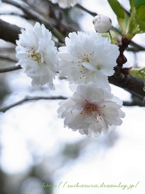 子福桜3