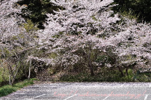 桜吹雪2017-3