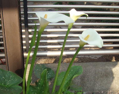 カラー