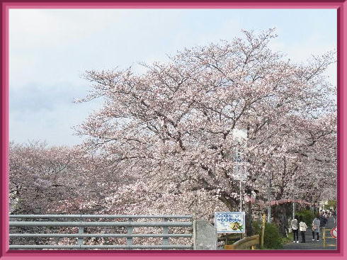 桜公園2019-1