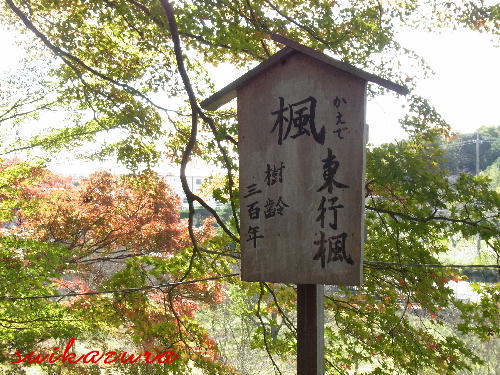 紅葉5