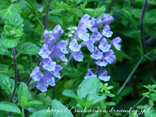 タツナミソウ２