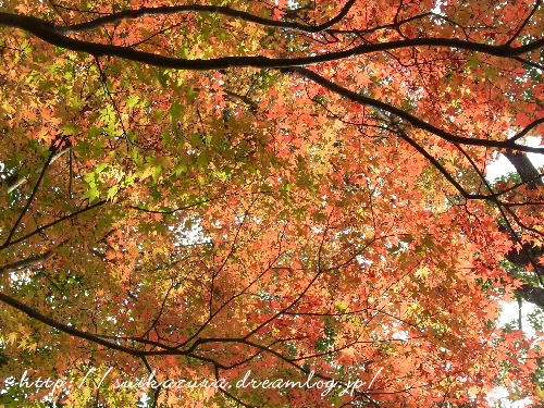 もみじ５