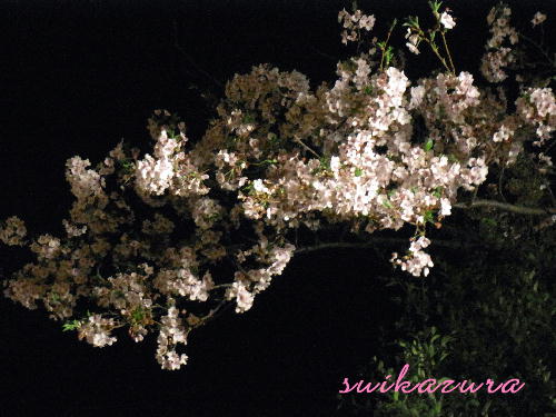 夜桜
