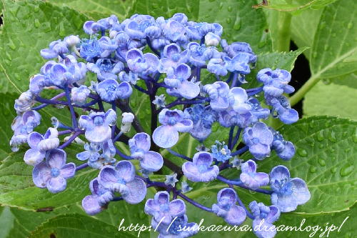 長府庭園紫陽花10