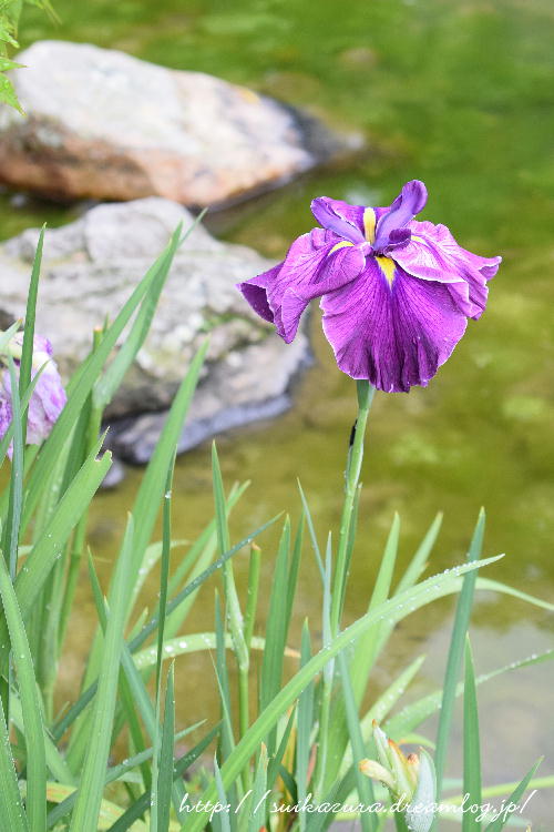 花菖蒲