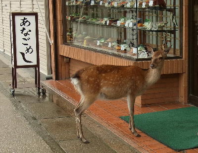 鹿8