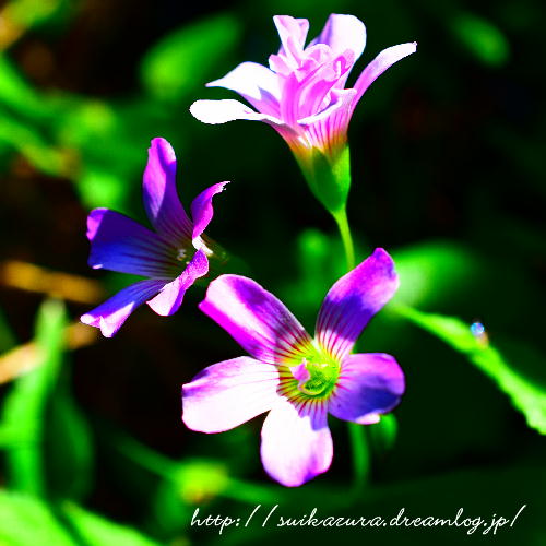 ムラサキカタバミ秋芳2017-4