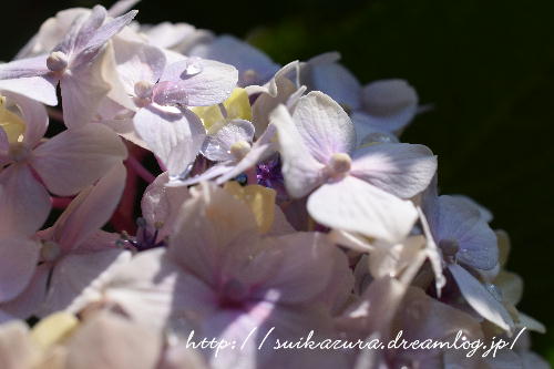 紫陽花2017-7